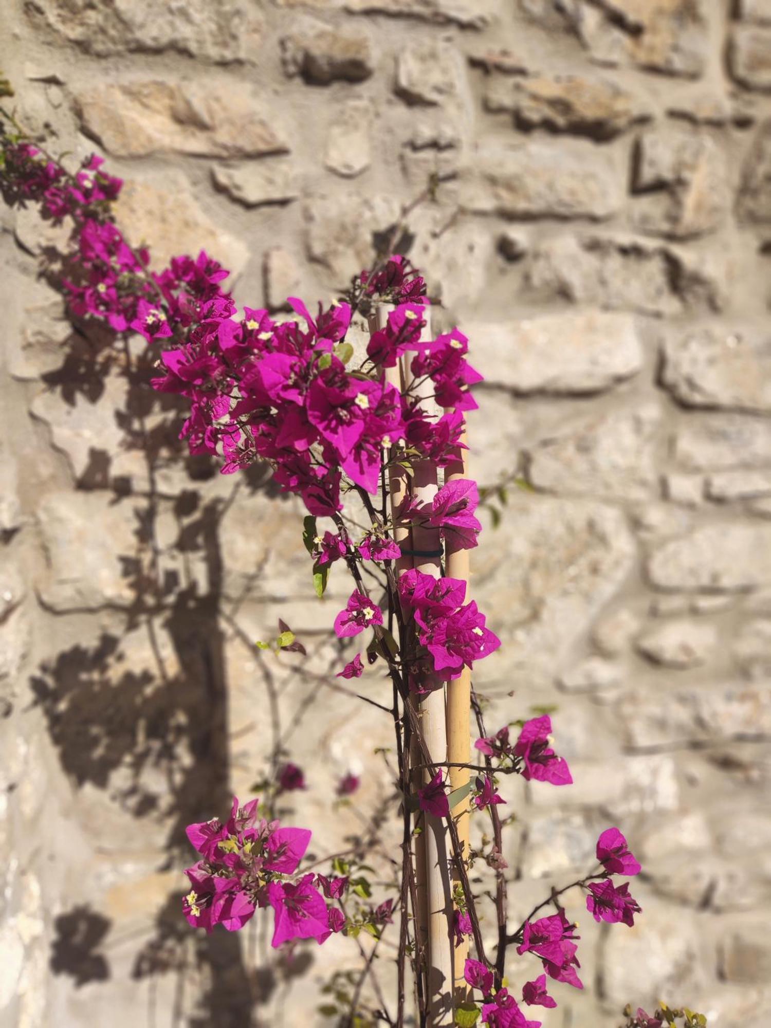 Pyrgi Cretan Living & Spa Pirgos  Dış mekan fotoğraf